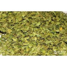 Distributor Drying of Moringa Leaves Moringa Supplier From China